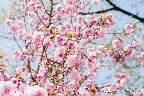 描写桃花的好词、好句、好段，给孩子的作文素材