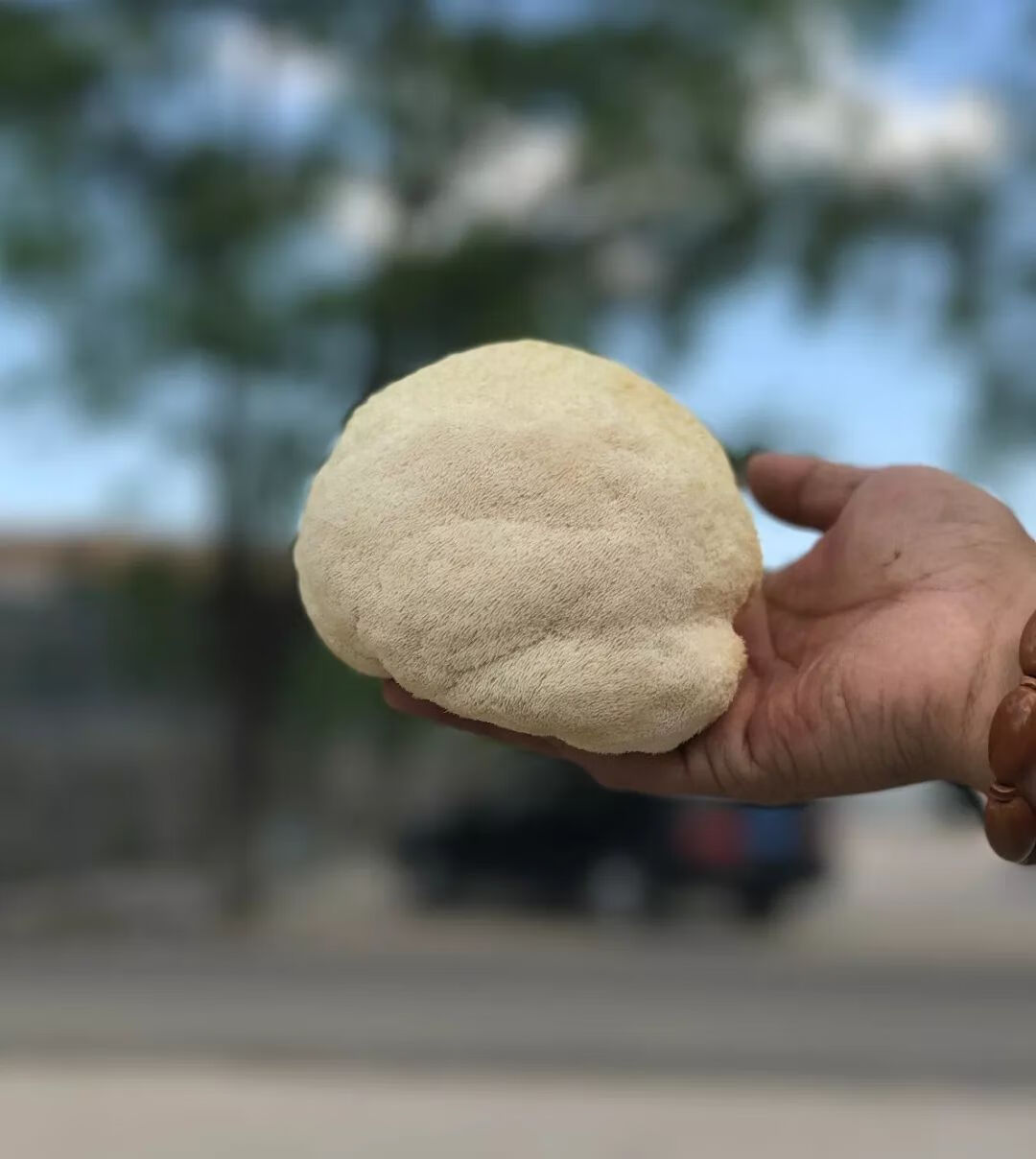 新鲜猴头菇怎么吃?(猴头菇怎么吃最好)
