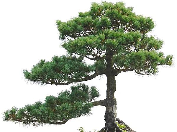 松树品种名称及图片图片