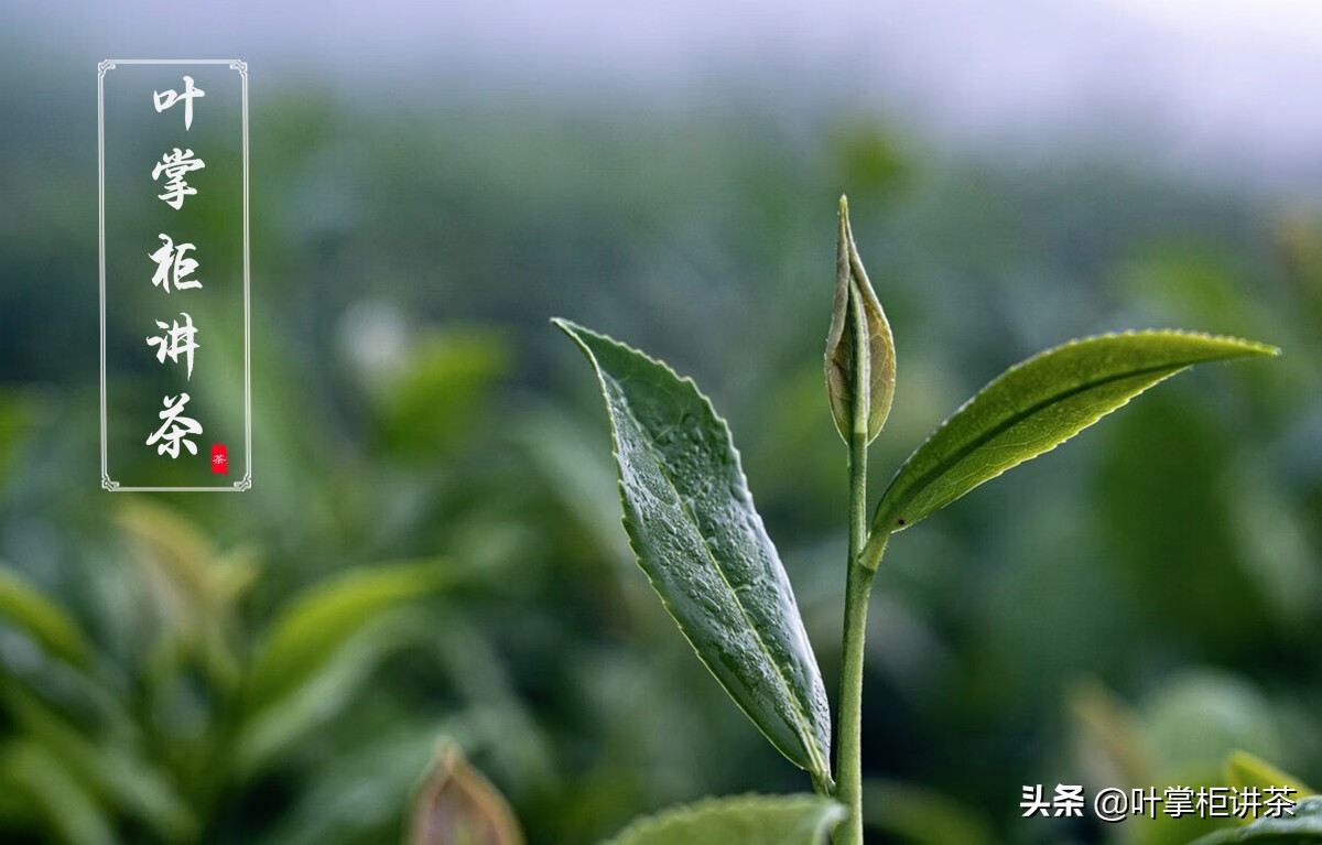铁观音怎样冲泡(铁观音的冲泡方法及注意事项)