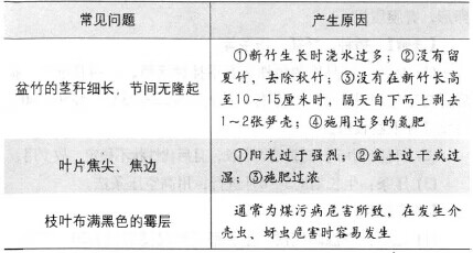 葫芦竹风水(风水竹子)