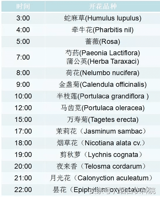 喇叭花什么时候开放(喇叭花是什么季节开花的)