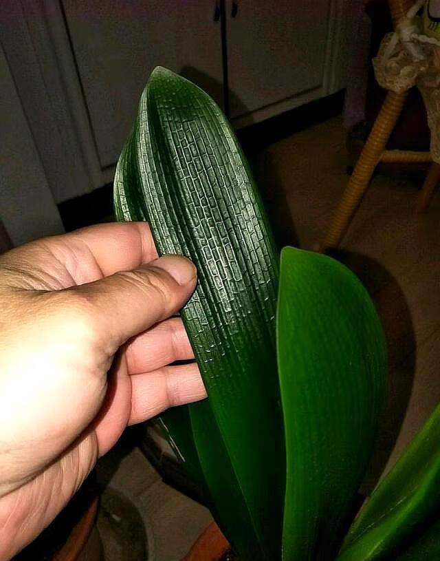 过期牛奶可以浇花么(没喝完的牛奶可以浇什么花)