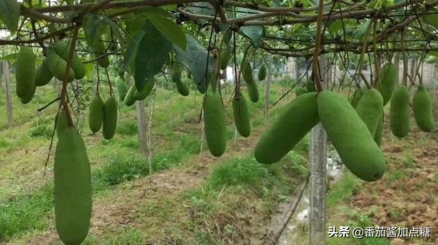 通草果(通草图片)