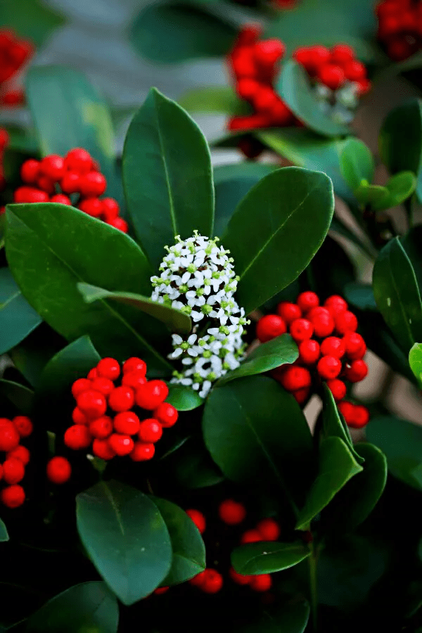 红玉珠风水作用(山红珠是什么植物)