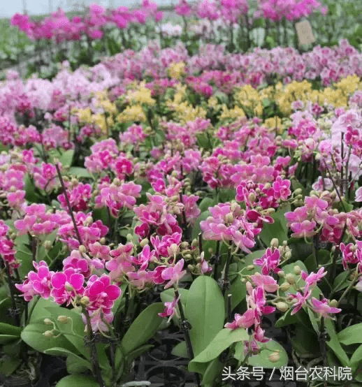 喇叭花什么时候开放(喇叭花是什么季节开花的)