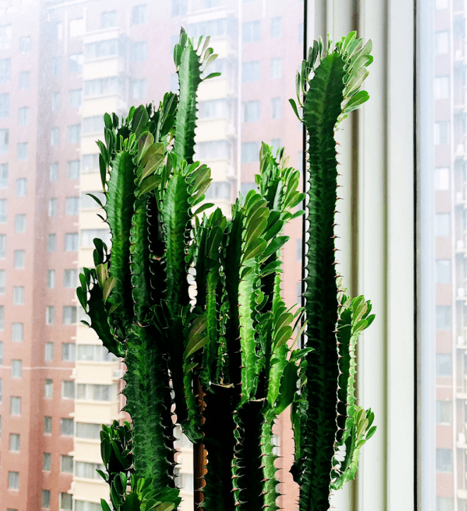 龙骨柱风水作用(龙凤柱代表什么)