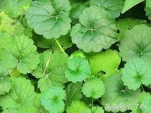 金钱草颗粒(金钱草作用)