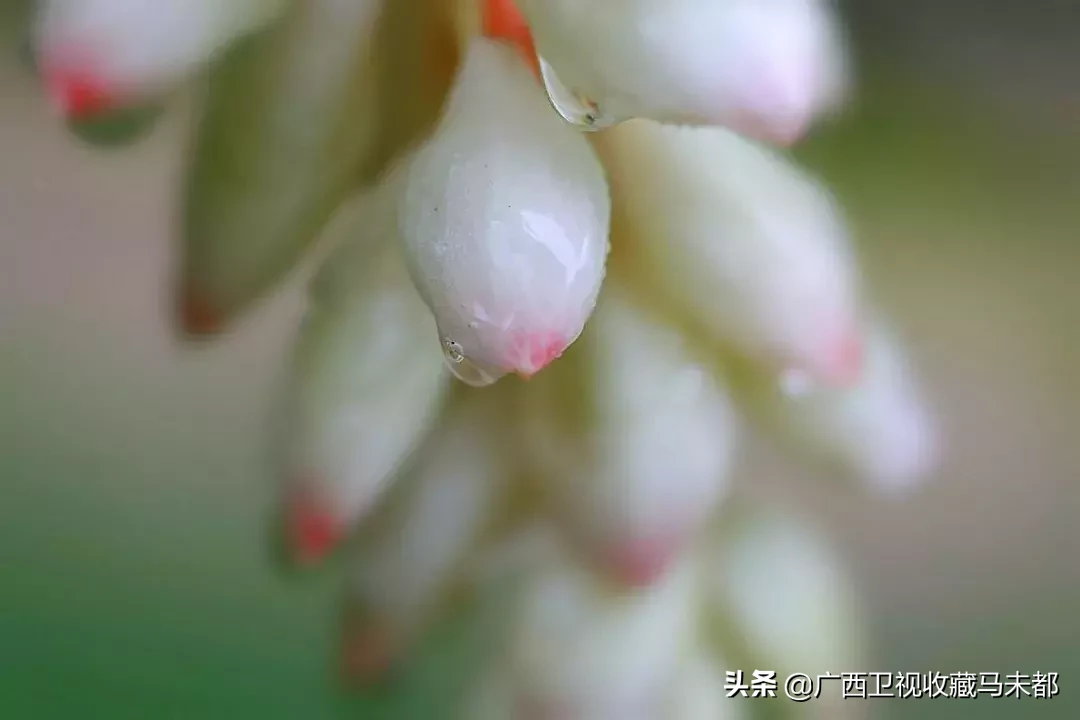 豆蔻是什么意思(草豆蔻又叫什么)