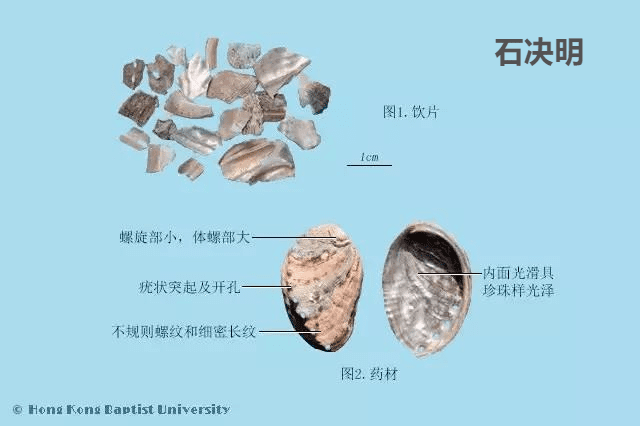 生石决明的别名(中药生石决明)