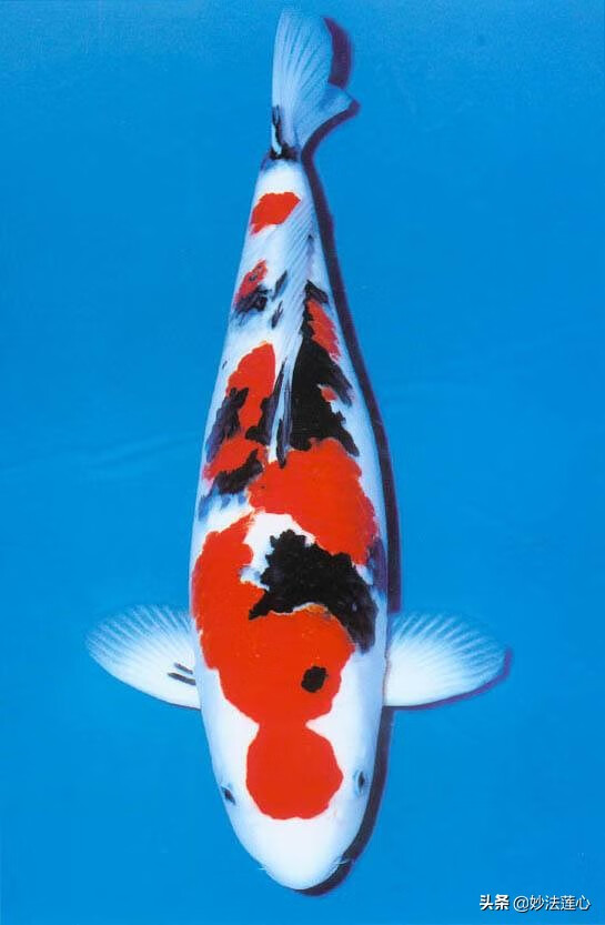 红色锦鲤鱼风水作用红锦鲤代表什么