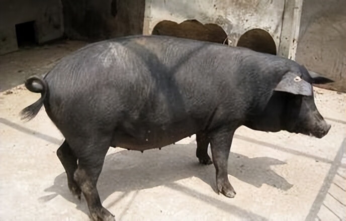 黑猪肉和土猪肉有什么区别(黑猪肉图片)