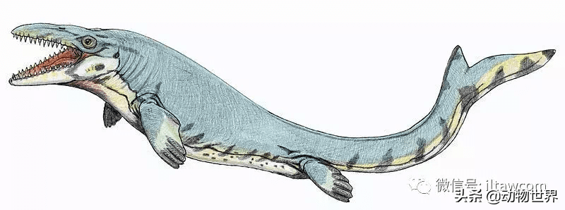 沧龙出海风水好不好(沧龙和上龙)