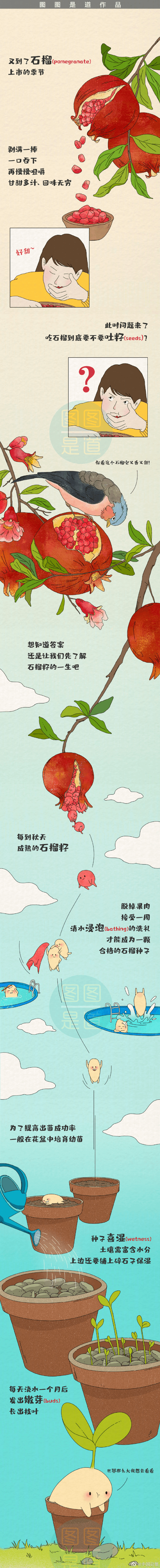 吃石榴吐籽吗?(吃番石榴吐籽吗)