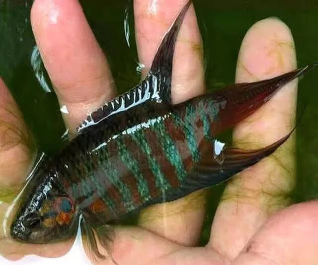 客家话叫彭皮婆的鱼(六条鱼在风水中寓意)