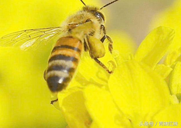 花粉的作用与功效有哪些(花粉的功效与作用及用量)