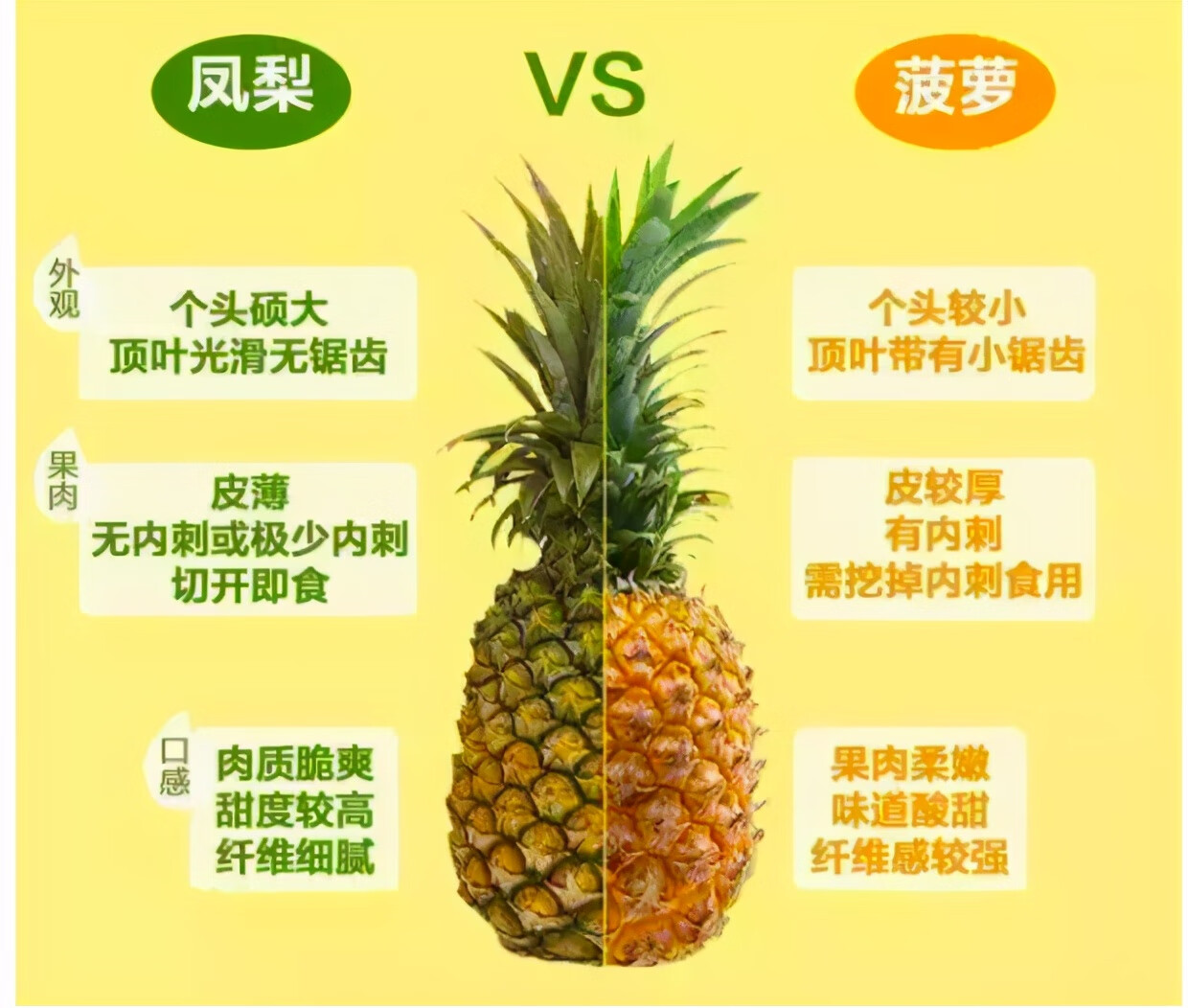 菠萝和凤梨是同一个物种吗(玻璃菠萝和凤梨)