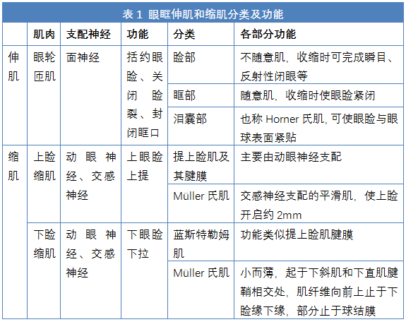 眼睑是哪