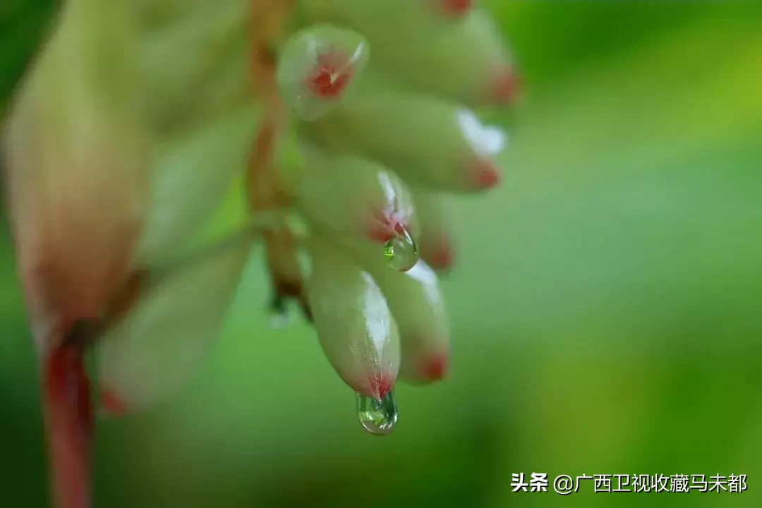 豆蔻是什么意思(草豆蔻又叫什么)