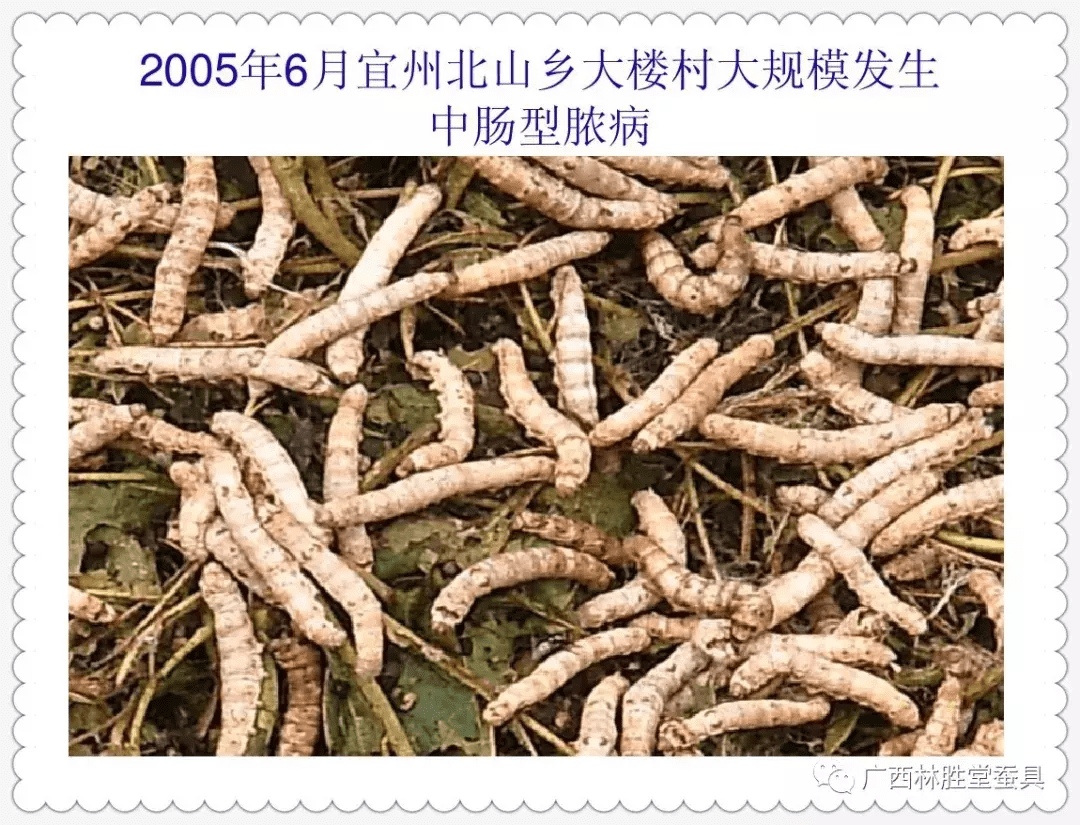 蚕宝宝怎么养才好(怎样养蚕宝宝才是正确的)
