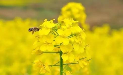 油菜花的诗句(到底什么是油菜)