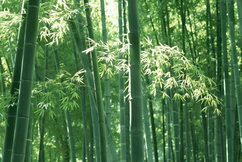 院子里养竹子风水上有什么讲究(室内养竹子好吗)