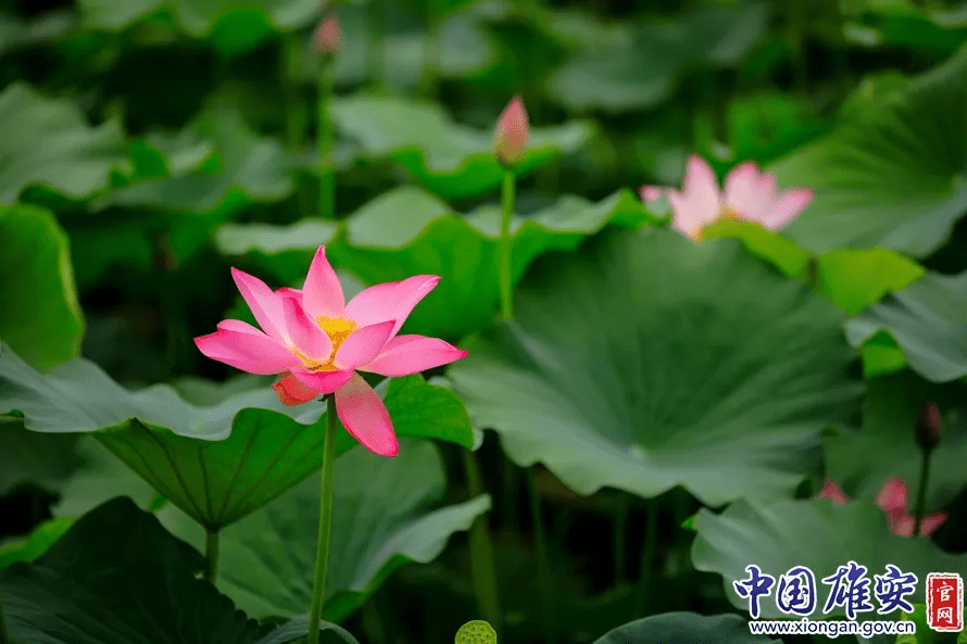 白洋淀的荷花啥时候开(白洋淀荷花节是几月几号)