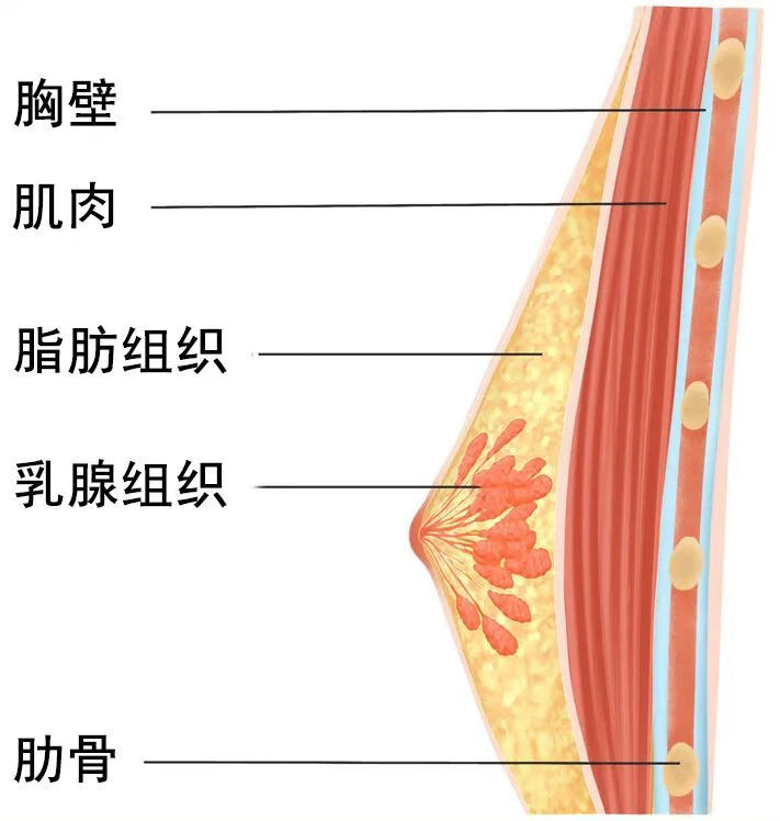 乳房([释义])