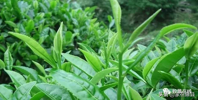 藤县风水师(全球风水协会)