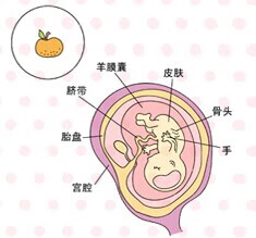 怀孕三个月半月胎儿图(怀孕三个半月胎儿图片)