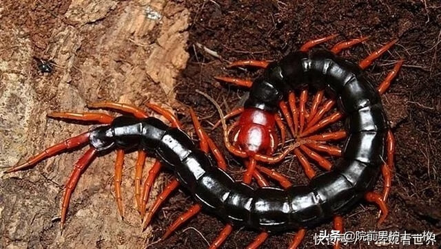 蜈蚣咬伤了怎么办(蜈蚣咬伤的症状和治疗)