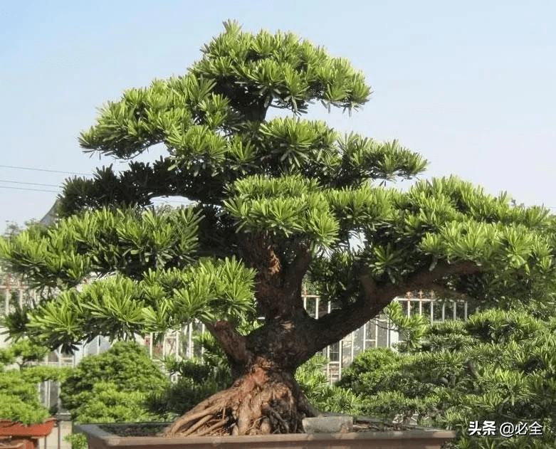 四大风水树是什么树(十大风水树)