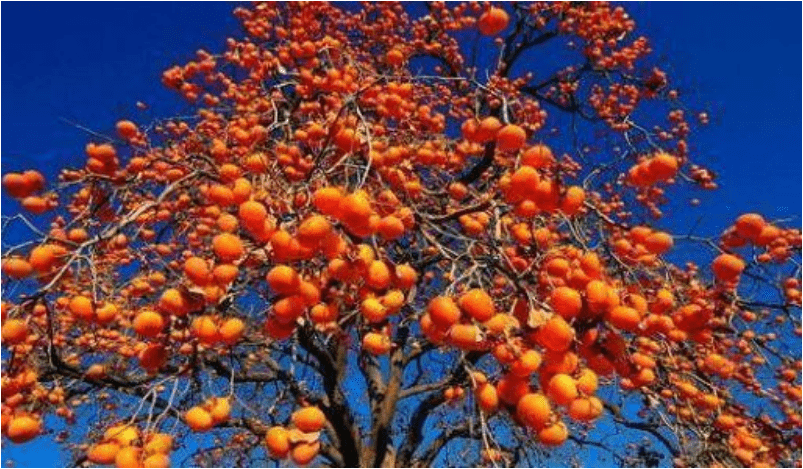 院里有柿子树风水(柿子树与家庭风水)