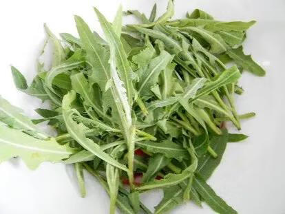 苦苣菜(苦菊和苦苣一样吗)