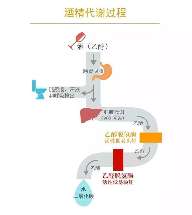 解酒的最好方法有哪些(解酒最好的方法是什么)