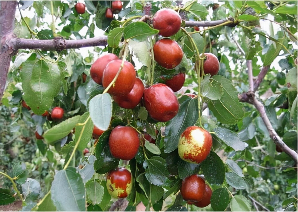 超强,从小苗就能开花结果,从古至今都受到人们的喜欢,枣花至小能结实