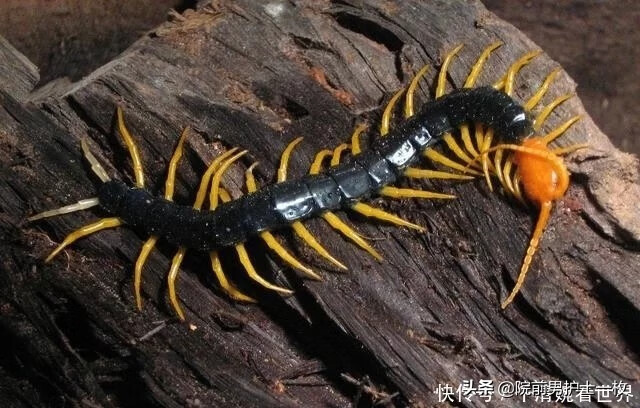 蜈蚣咬伤了怎么办(蜈蚣咬伤的症状和治疗)