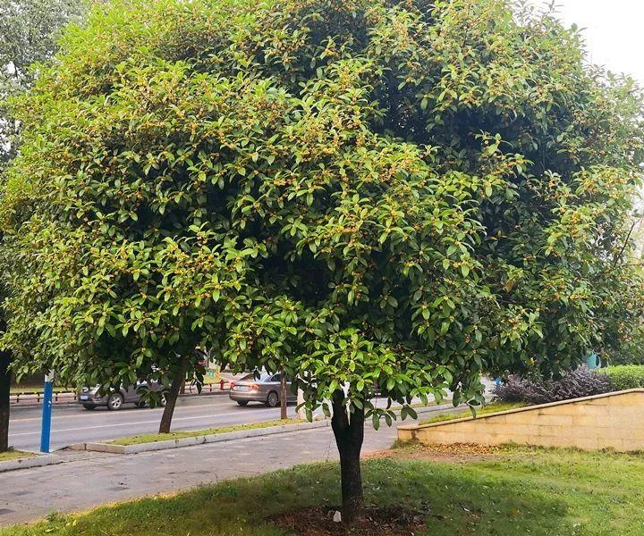 大门放什么植物风水好(这8棵守家树种在门口最有派头)-百科学社