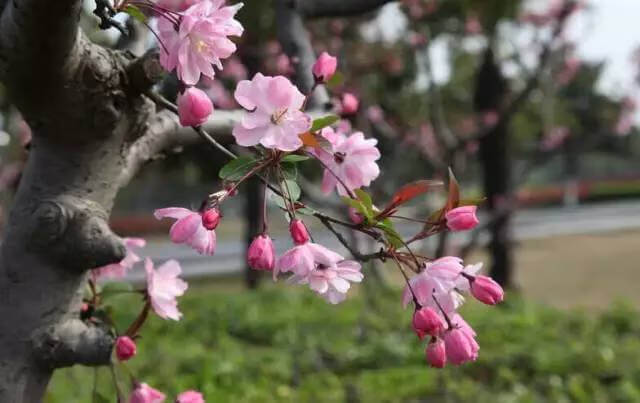 爱建园为什么风水(梦幻建房子风水技巧)