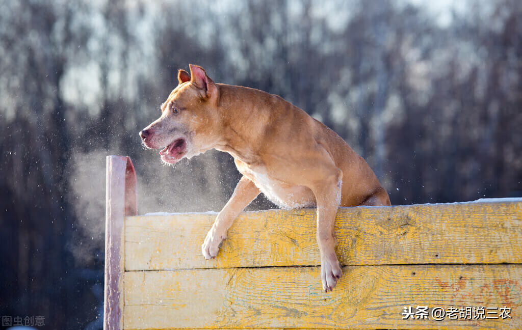 家有恶犬好不好(人打恶犬)