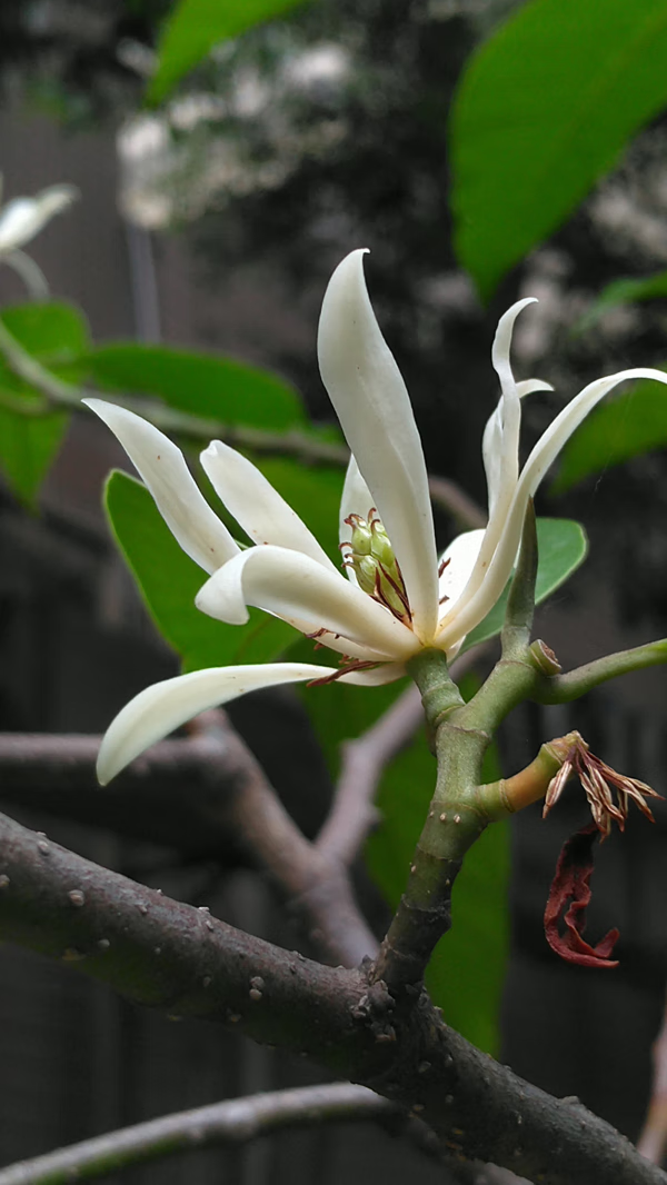 白兰花的风水(白花葱兰图片)