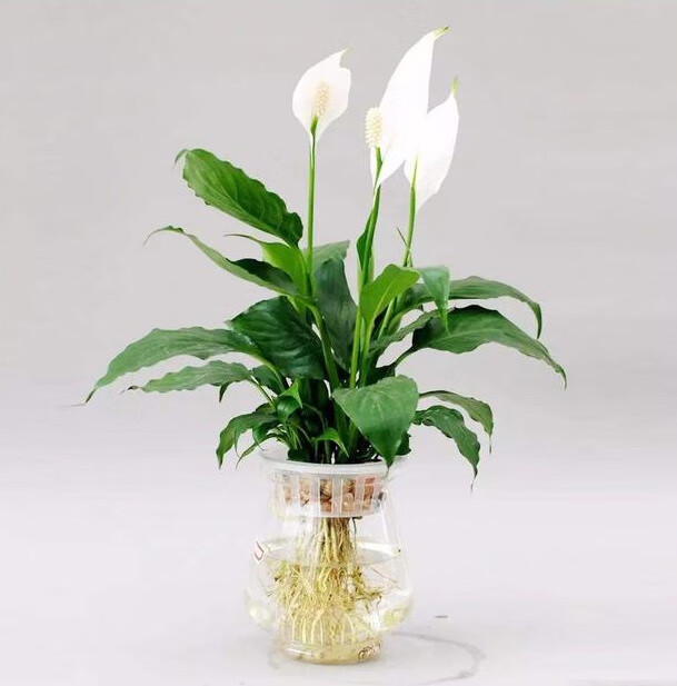 水生植物怎么养好看