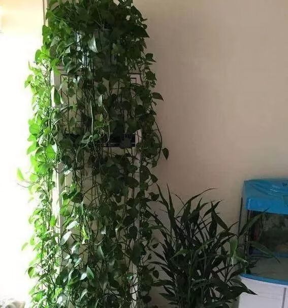 风水大厅绿萝爬满房顶好吗(绿萝爬满房间风水)