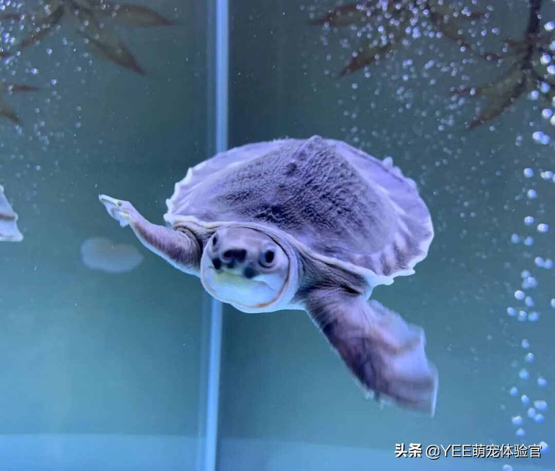 豬鼻龜金色金龍魚風水