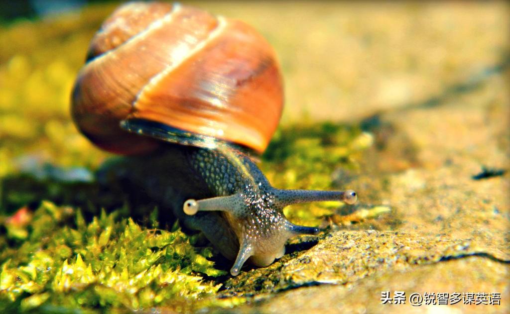 1. at a snails pace 龟速前行