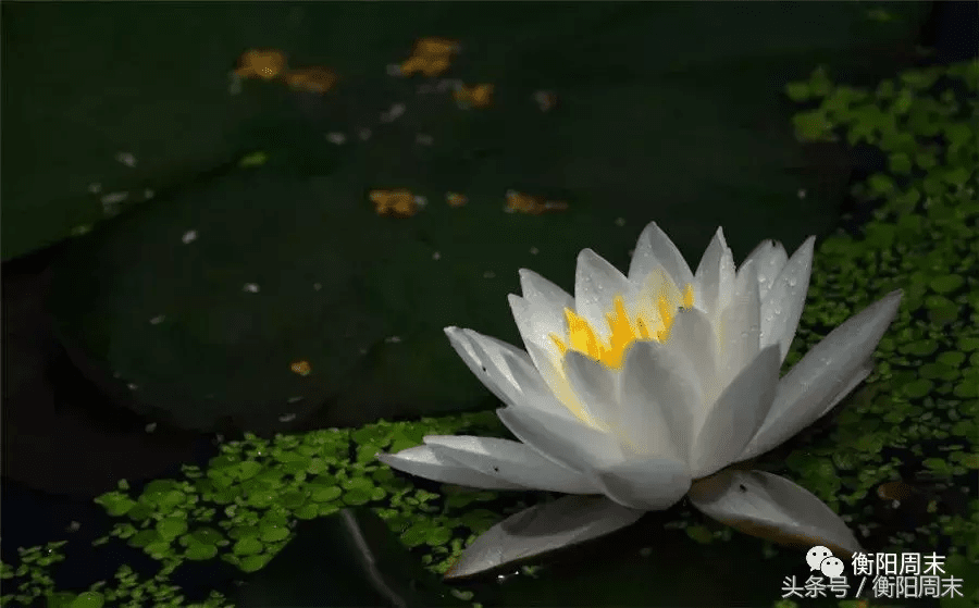 荷花地风水宝地(开莲花的风水宝地)