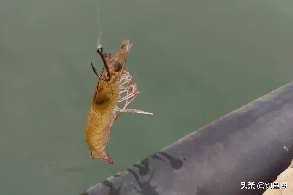 能钓鳜鱼的不只有路亚!选好位置,用对方法,手竿也能行