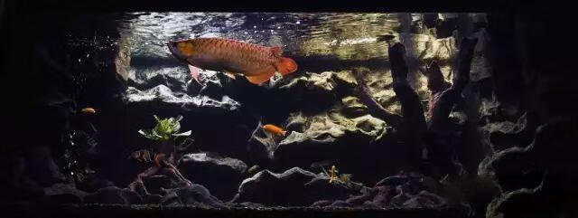 梦境中的鱼跃龟游，解析昨晚家中大鱼缸的奇幻之旅