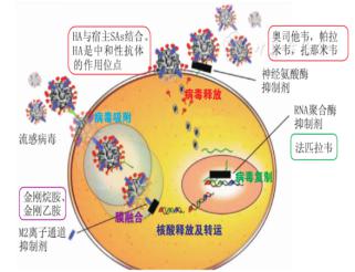 什么是甲流感冒(为什么会突然得甲流)