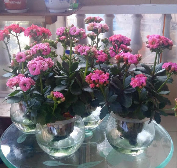 可以在水里养的花(水里面什么最好养)